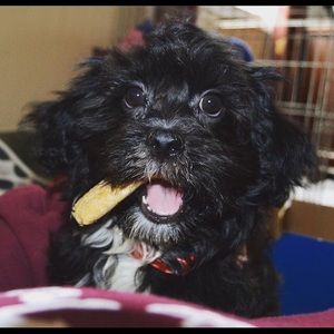 Meet your Posher, Julie